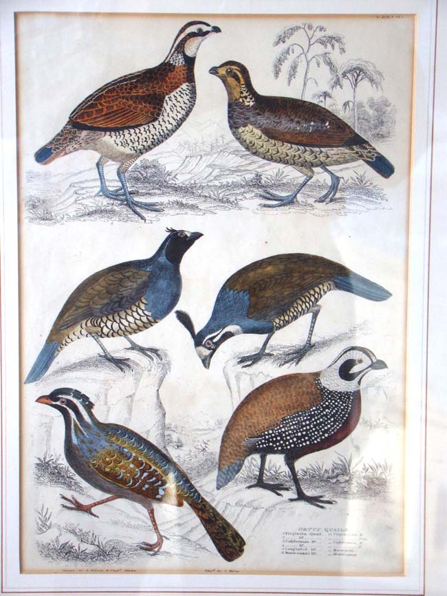 A wonderful framed 19th century hand colored engraving of Quails circa 1827 — image 2